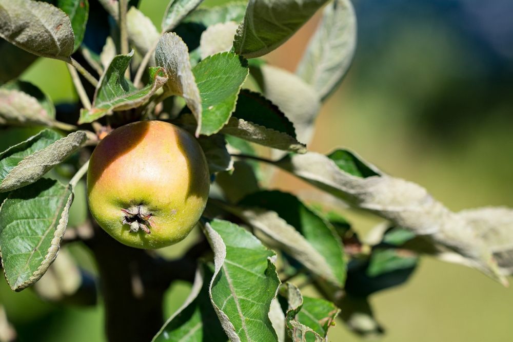 Apple Hurtiglader: En dybdegående undersøkelse